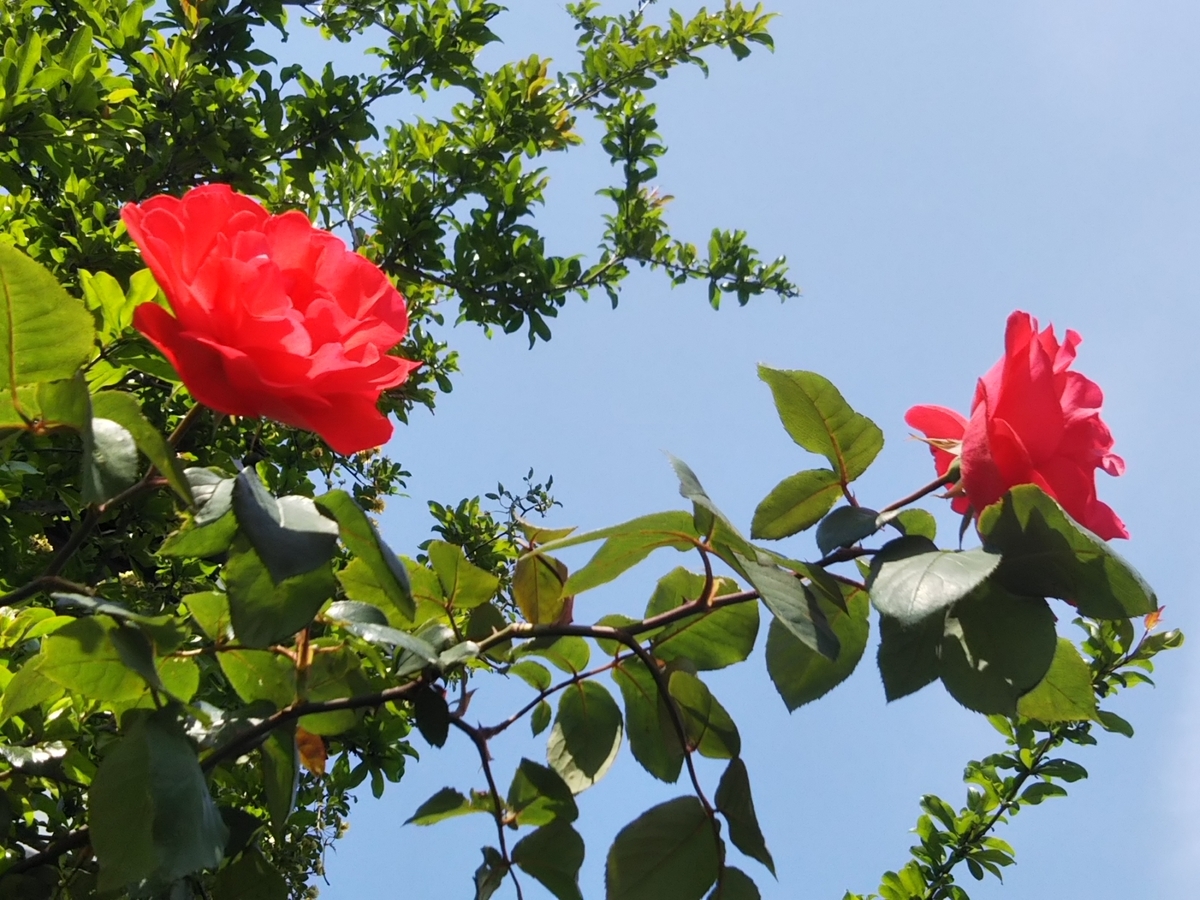 f:id:bontosyougatu:20190512105148j:plain