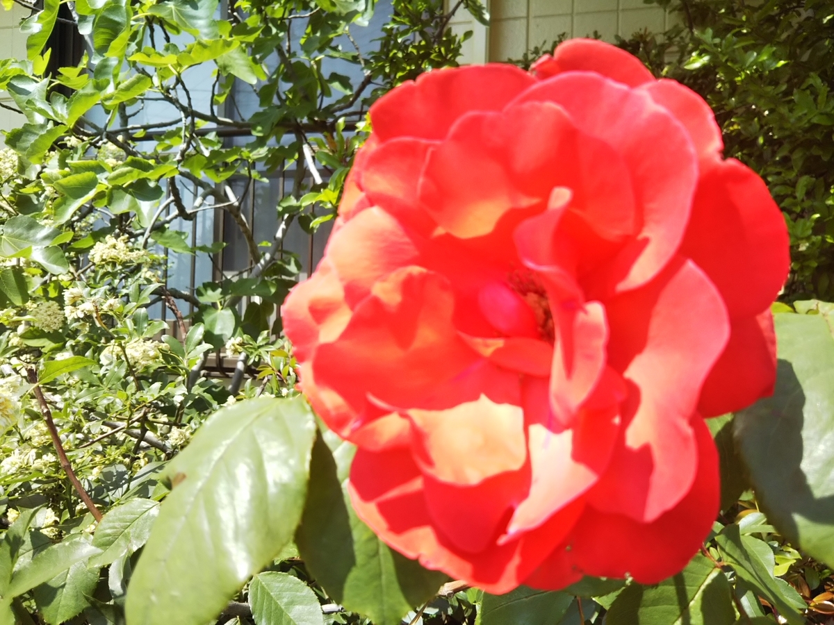 f:id:bontosyougatu:20190512105214j:plain