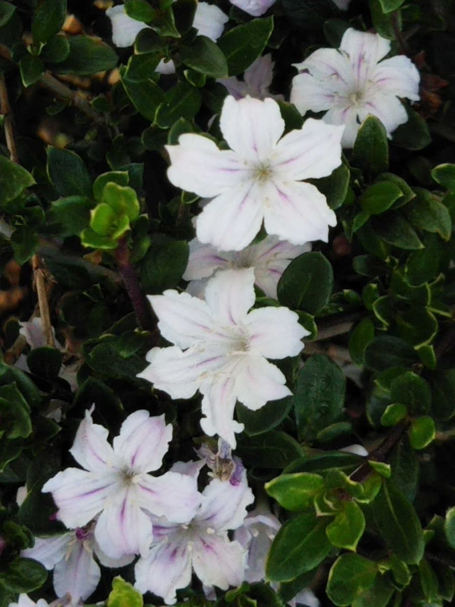 f:id:bontosyougatu:20190516214327j:plain