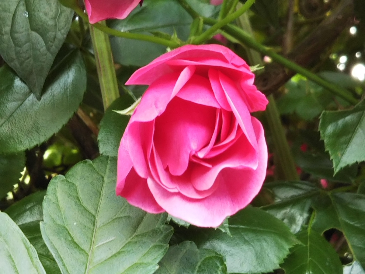 f:id:bontosyougatu:20190517210028j:plain f:id:bontosyougatu:20190517210028j:plain