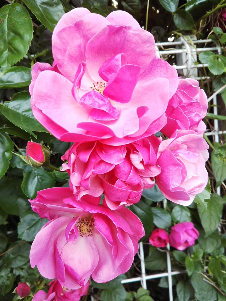 f:id:bontosyougatu:20190517210050j:plain f:id:bontosyougatu:20190517210050j:plain