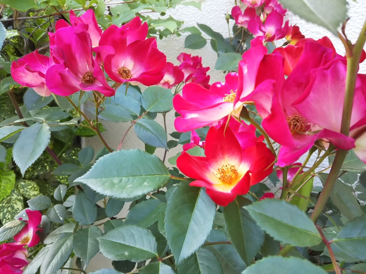 f:id:bontosyougatu:20190517210116j:plain f:id:bontosyougatu:20190517210116j:plain
