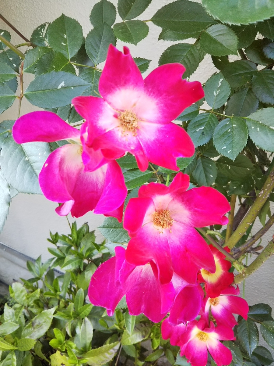 f:id:bontosyougatu:20190517210245j:plain f:id:bontosyougatu:20190517210245j:plain