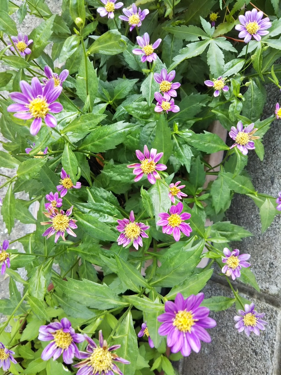f:id:bontosyougatu:20190517210321j:plain f:id:bontosyougatu:20190517210321j:plain