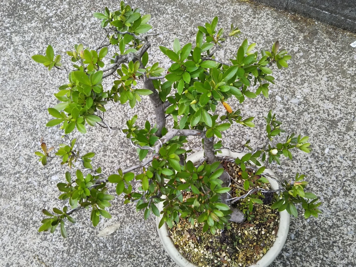 f:id:bontosyougatu:20190518134130j:plain