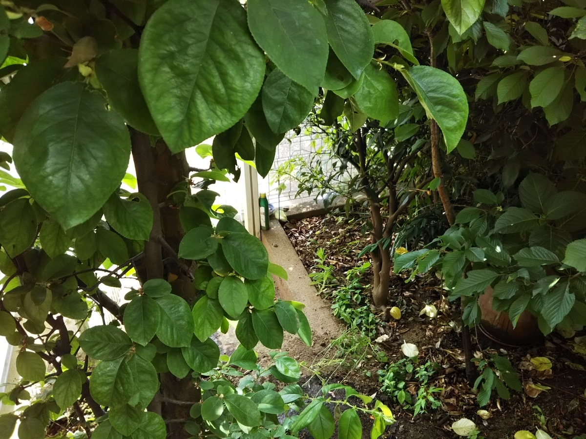 f:id:bontosyougatu:20190521203456j:plain
