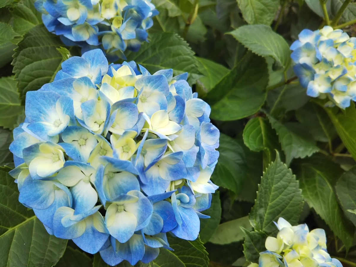 f:id:bontosyougatu:20190603204241j:plain f:id:bontosyougatu:20190603204241j:plain