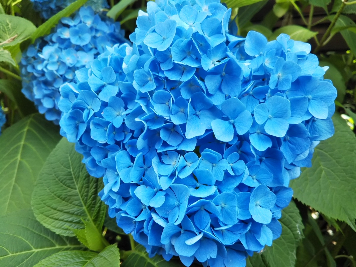f:id:bontosyougatu:20190603204310j:plain f:id:bontosyougatu:20190603204310j:plain