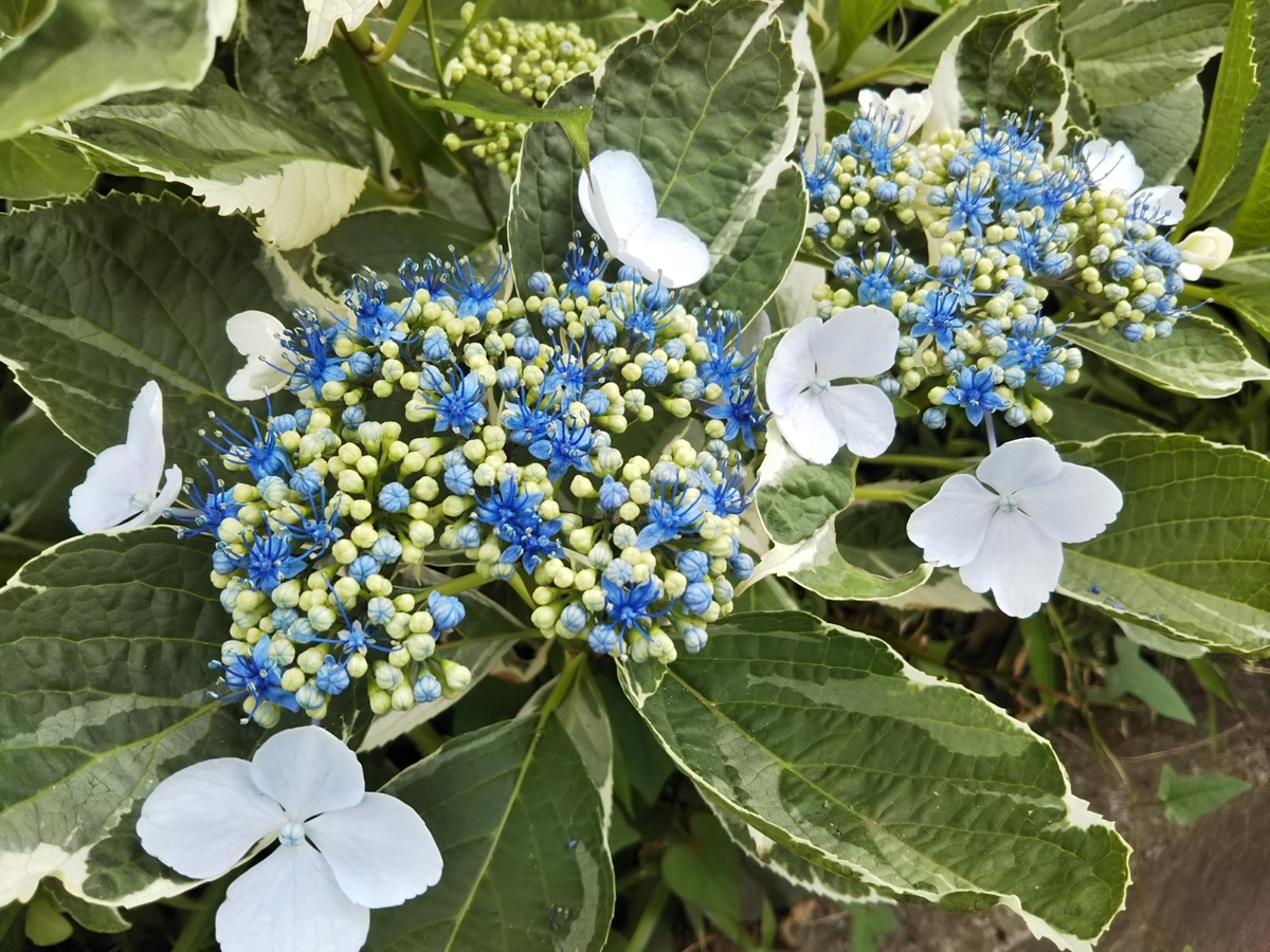 f:id:bontosyougatu:20190603204348j:plain f:id:bontosyougatu:20190603204348j:plain