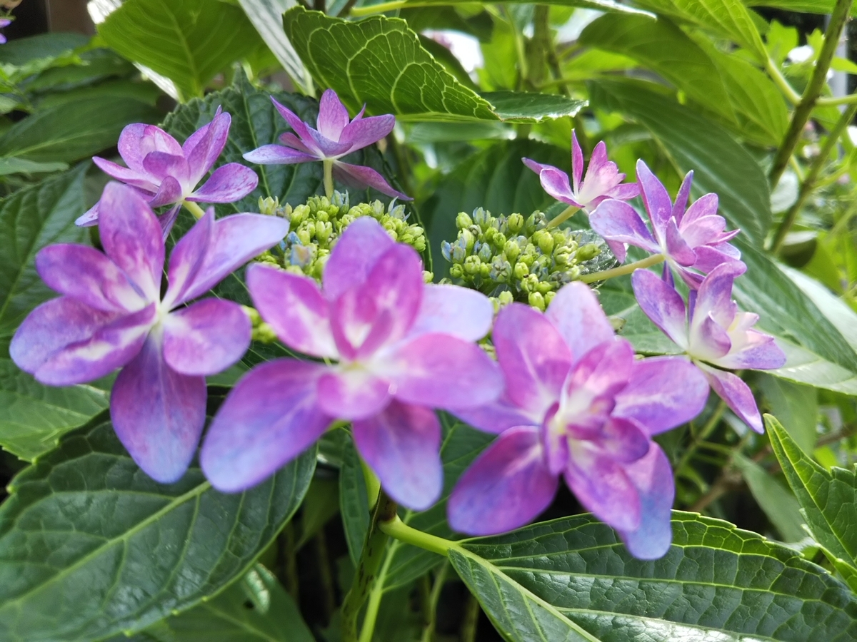 f:id:bontosyougatu:20190603204520j:plain f:id:bontosyougatu:20190603204520j:plain