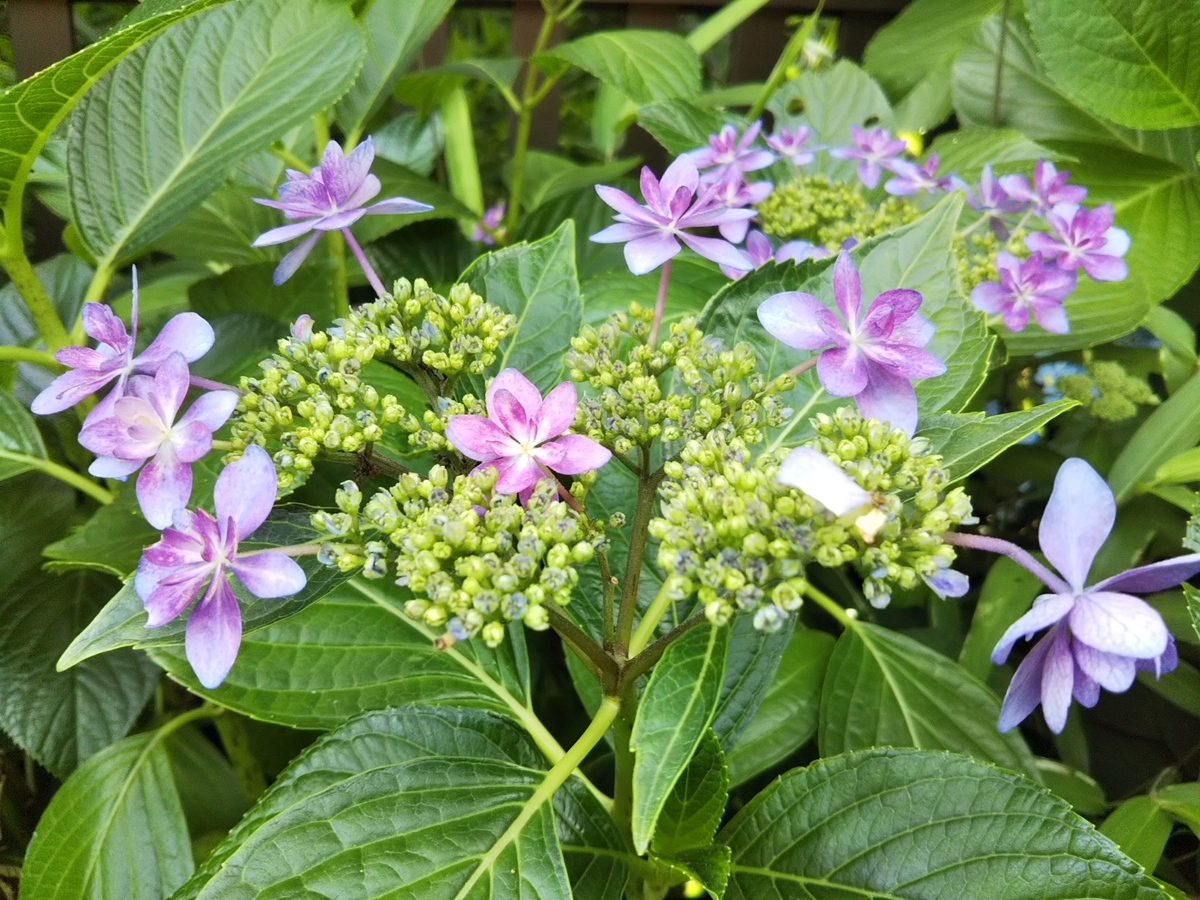 f:id:bontosyougatu:20190603204542j:plain f:id:bontosyougatu:20190603204542j:plain