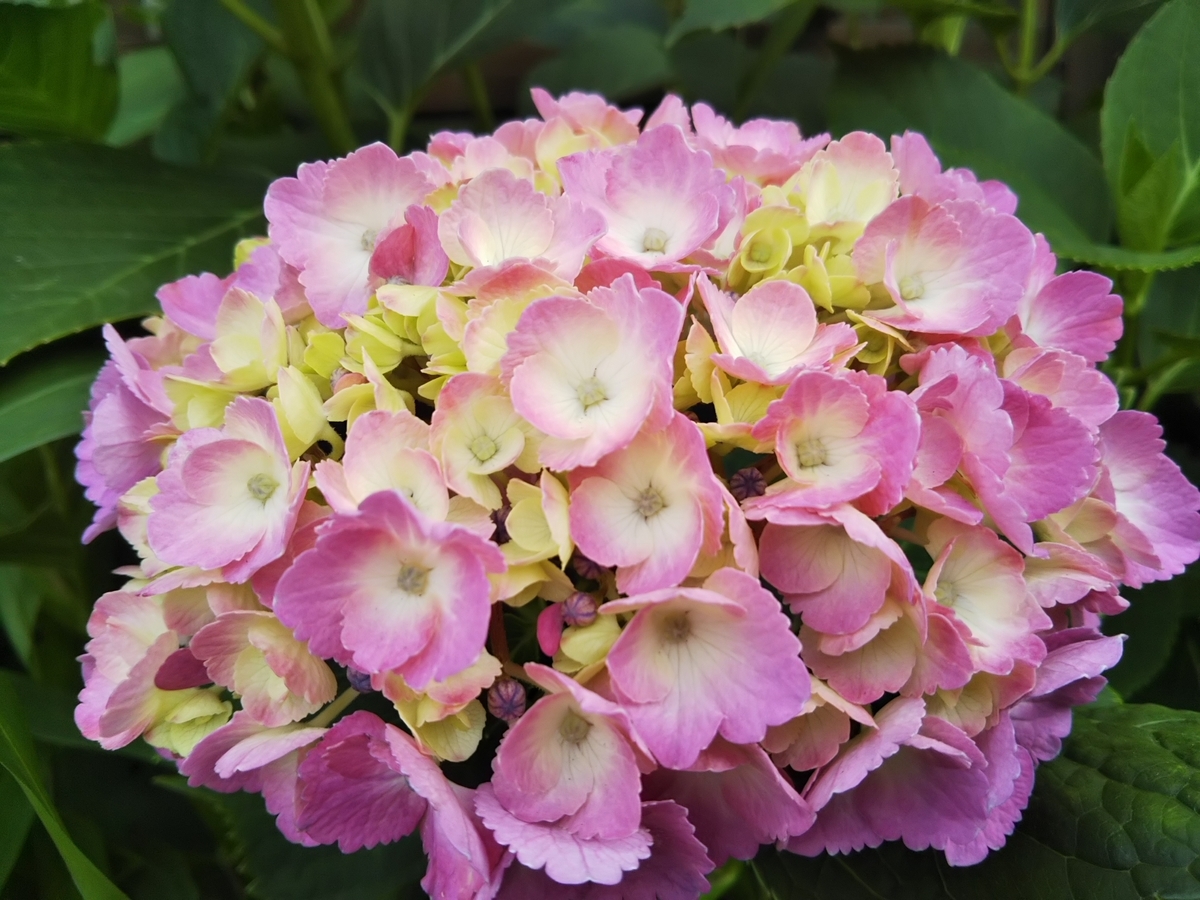 f:id:bontosyougatu:20190603204622j:plain f:id:bontosyougatu:20190603204622j:plain