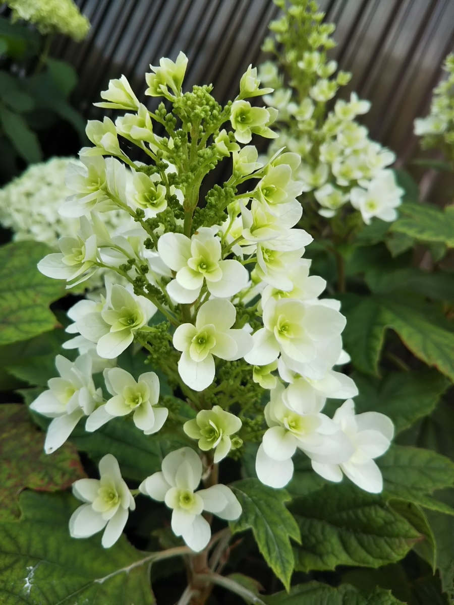 f:id:bontosyougatu:20190603204652j:plain f:id:bontosyougatu:20190603204652j:plain