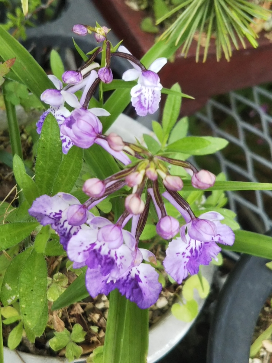 f:id:bontosyougatu:20190607204353j:plain f:id:bontosyougatu:20190607204353j:plain