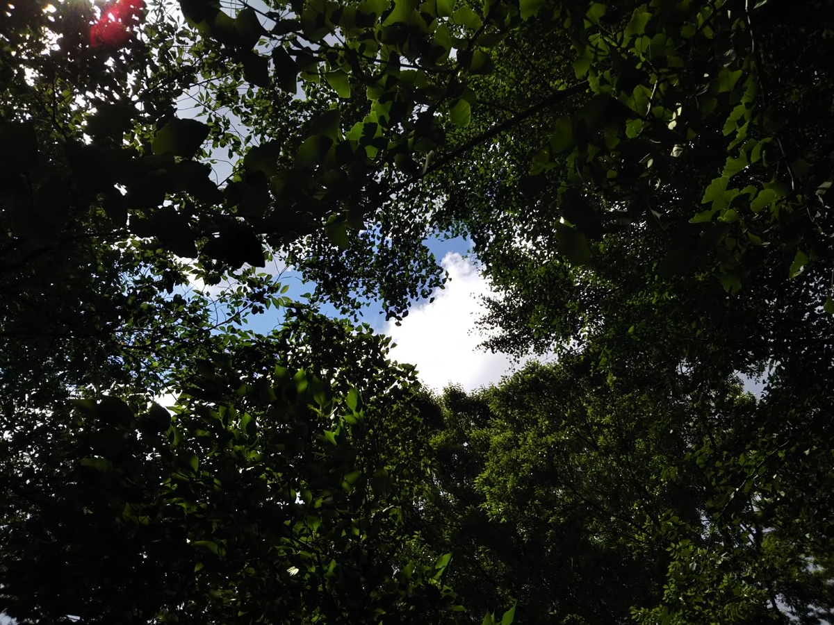 f:id:bontosyougatu:20190611210126j:plain