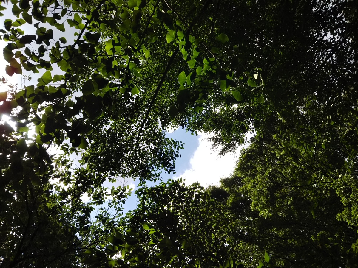 f:id:bontosyougatu:20190611210156j:plain