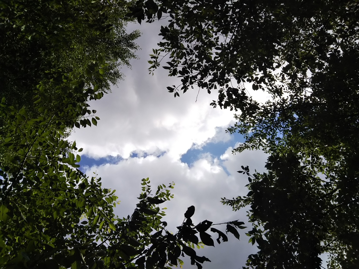 f:id:bontosyougatu:20190611210230j:plain