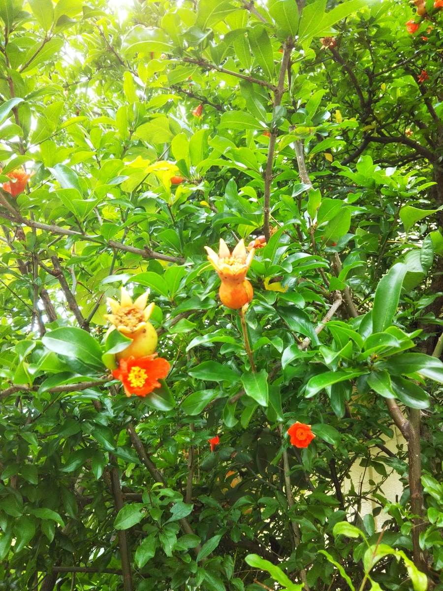 f:id:bontosyougatu:20190622175401j:plain f:id:bontosyougatu:20190622175401j:plain