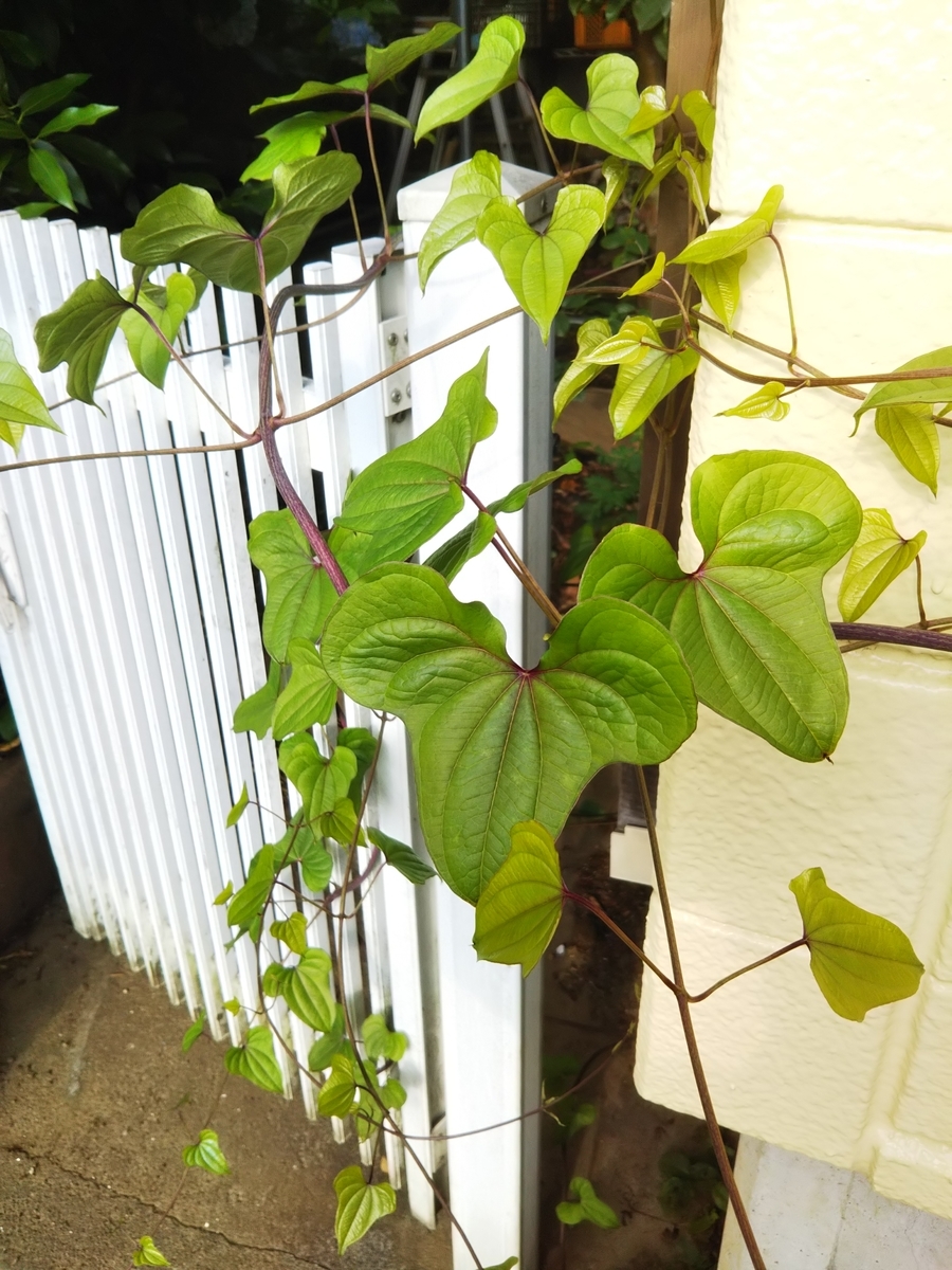 f:id:bontosyougatu:20190626210823j:plain