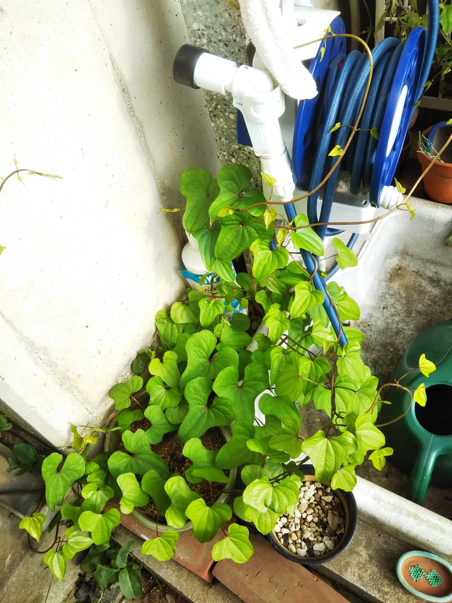 f:id:bontosyougatu:20190626210929j:plain