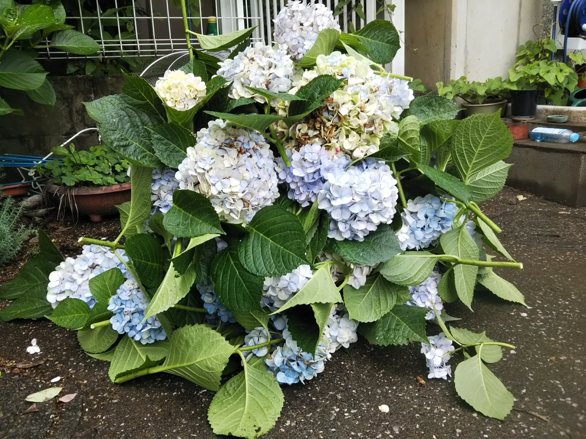 f:id:bontosyougatu:20190629141755j:plain