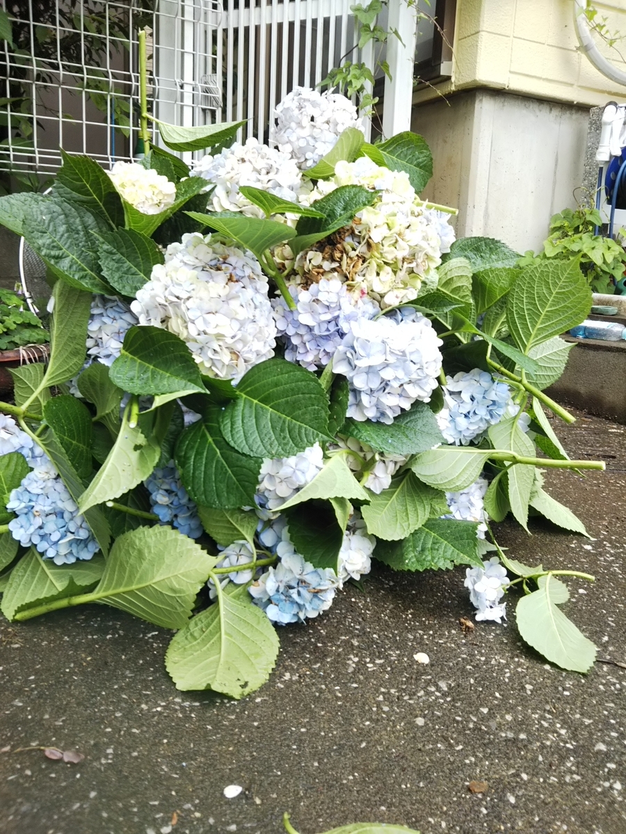f:id:bontosyougatu:20190629141851j:plain