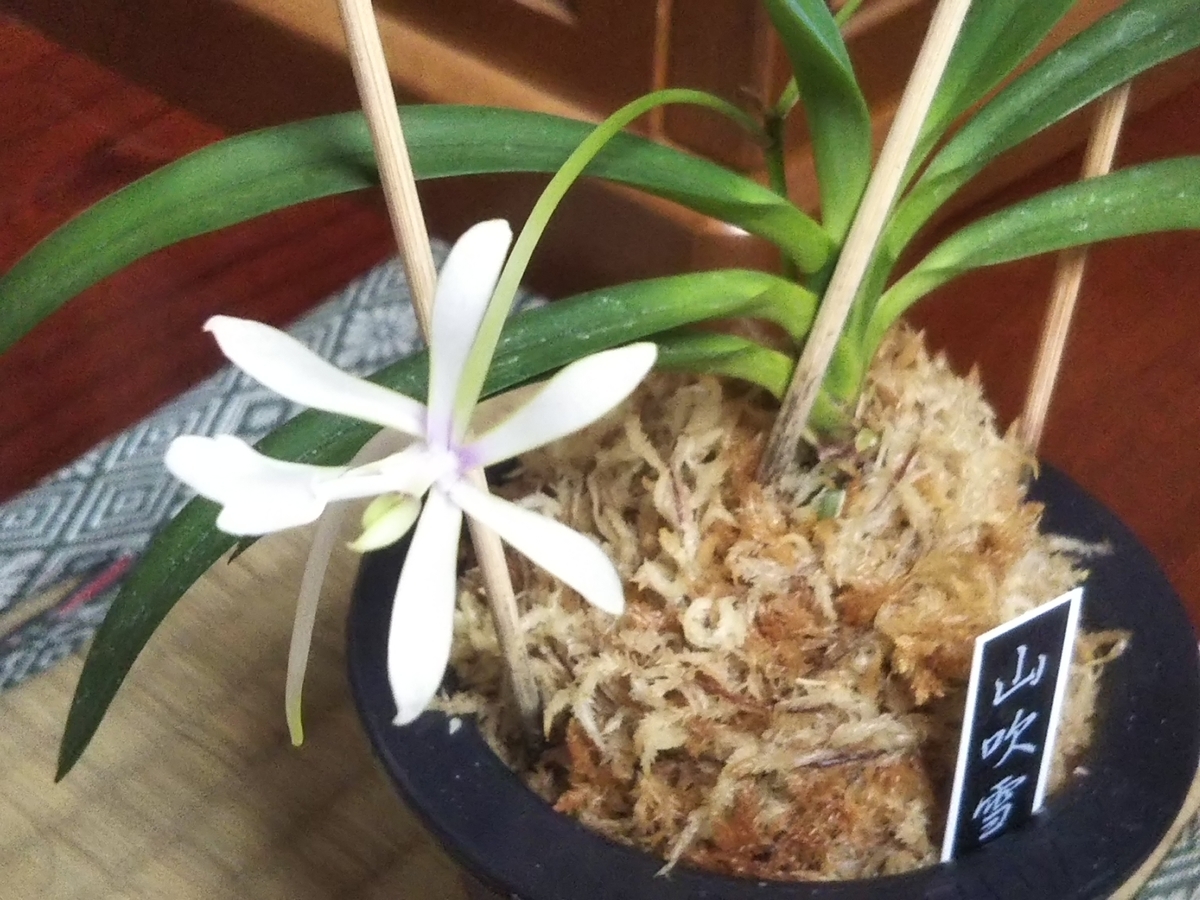 f:id:bontosyougatu:20190710211923j:plain f:id:bontosyougatu:20190710211923j:plain