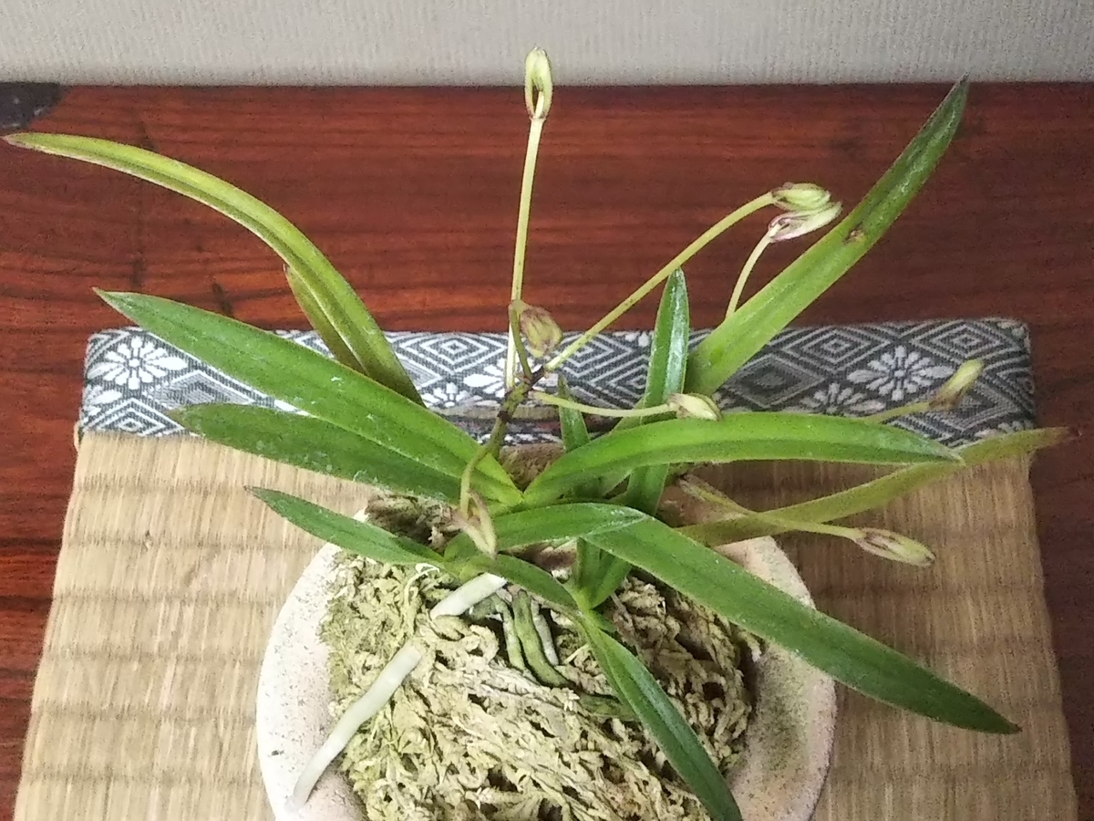 f:id:bontosyougatu:20190710212123j:plain f:id:bontosyougatu:20190710212123j:plain