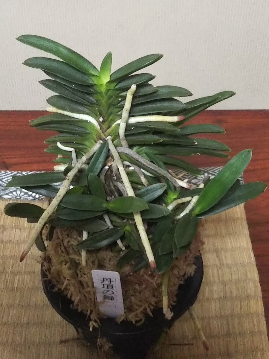 f:id:bontosyougatu:20190710212311j:plain f:id:bontosyougatu:20190710212311j:plain