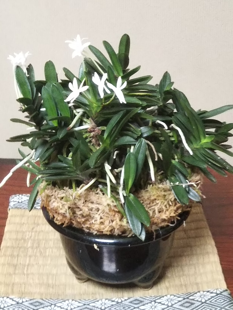 f:id:bontosyougatu:20190710212357j:plain f:id:bontosyougatu:20190710212357j:plain