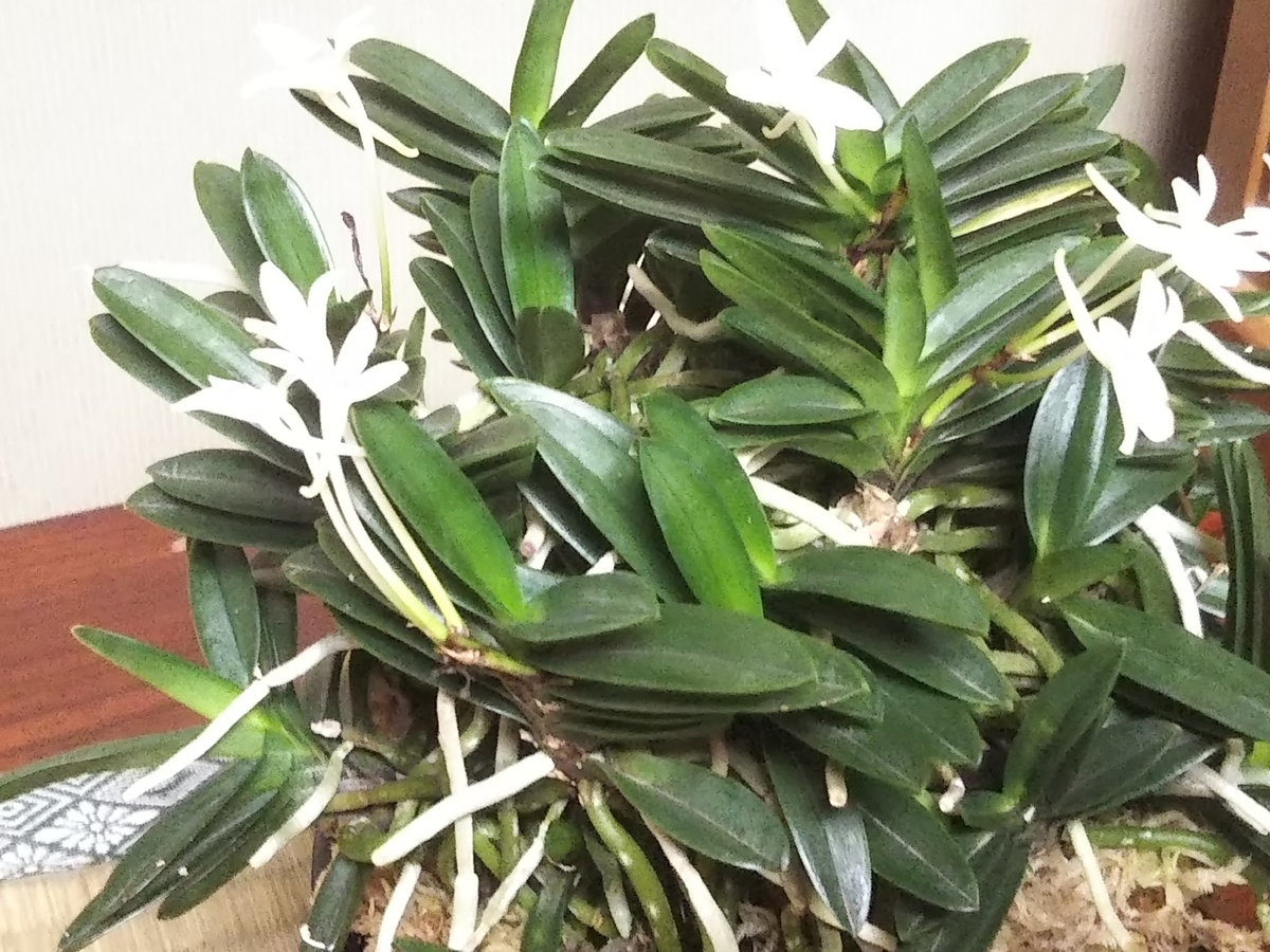 f:id:bontosyougatu:20190710212422j:plain f:id:bontosyougatu:20190710212422j:plain
