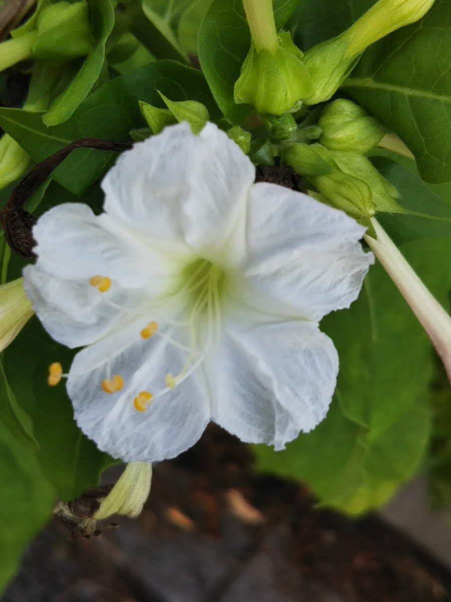 f:id:bontosyougatu:20190810222144j:plain