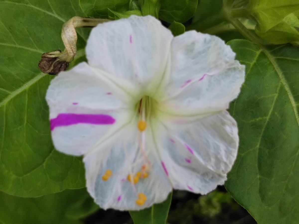 f:id:bontosyougatu:20190810222215j:plain