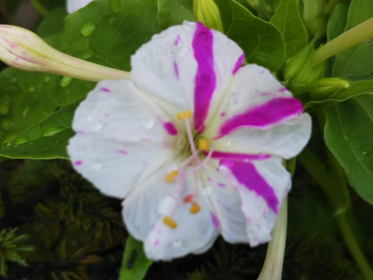f:id:bontosyougatu:20190810222343j:plain