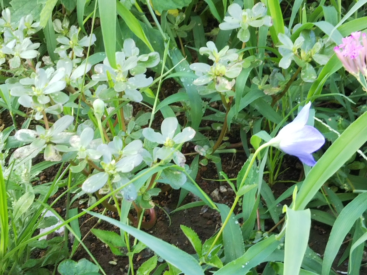 f:id:bontosyougatu:20190816211918j:plain f:id:bontosyougatu:20190816211918j:plain