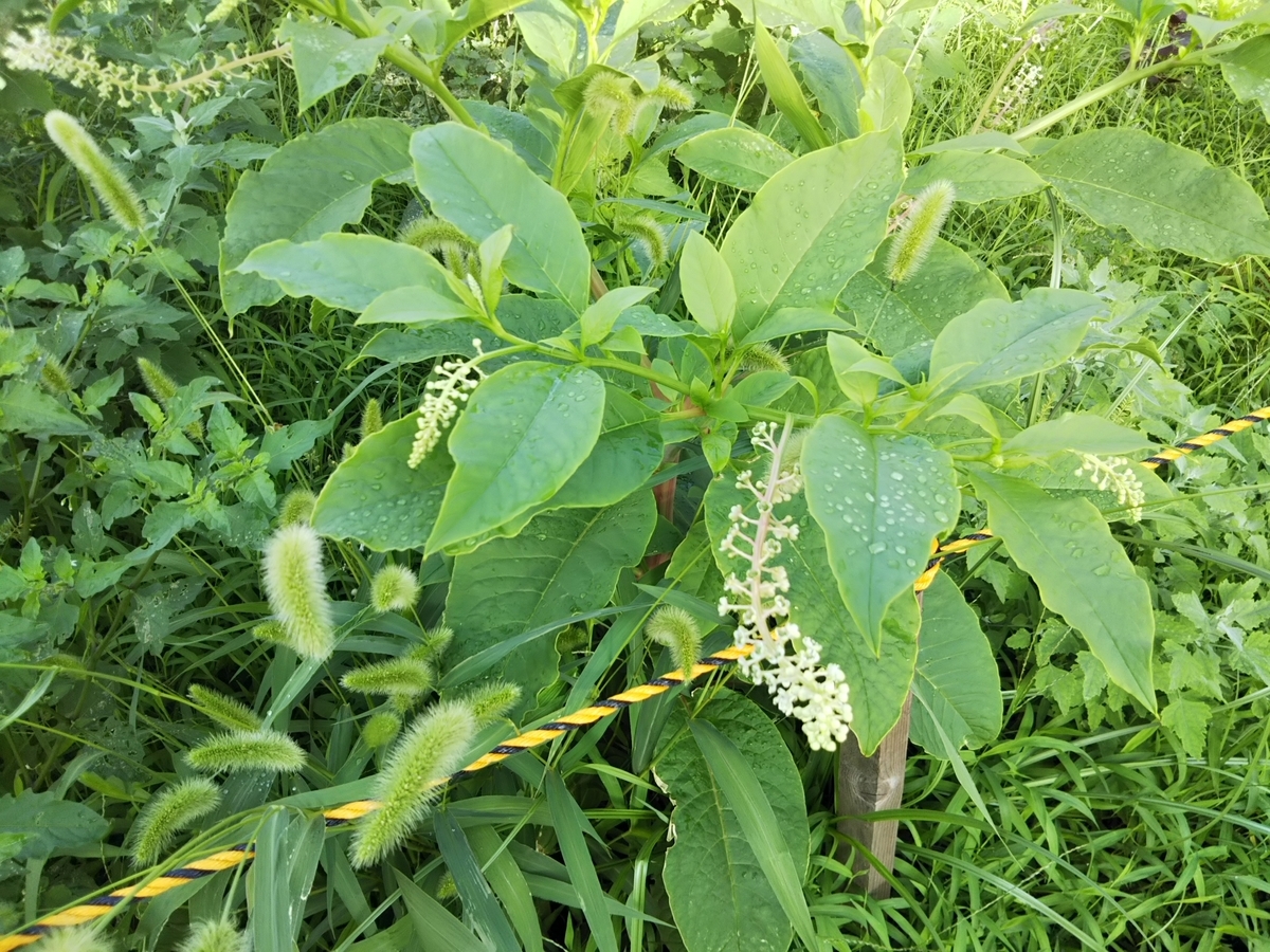 f:id:bontosyougatu:20190816212117j:plain f:id:bontosyougatu:20190816212117j:plain