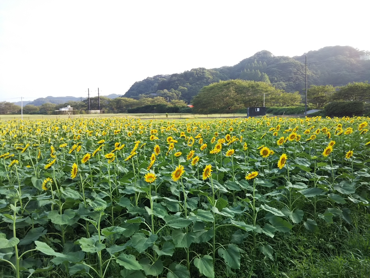 f:id:bontosyougatu:20190822205441j:plain