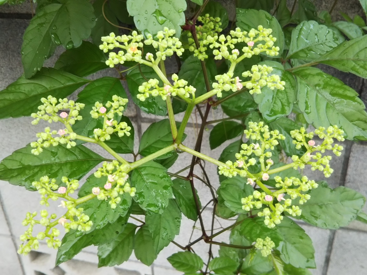 f:id:bontosyougatu:20190828202242j:plain