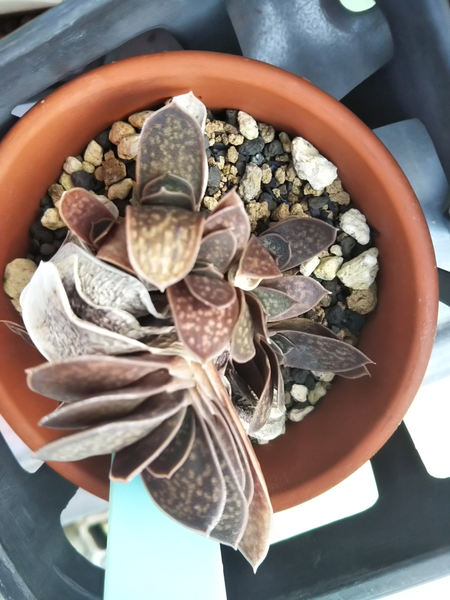 f:id:bontosyougatu:20190904202413j:plain