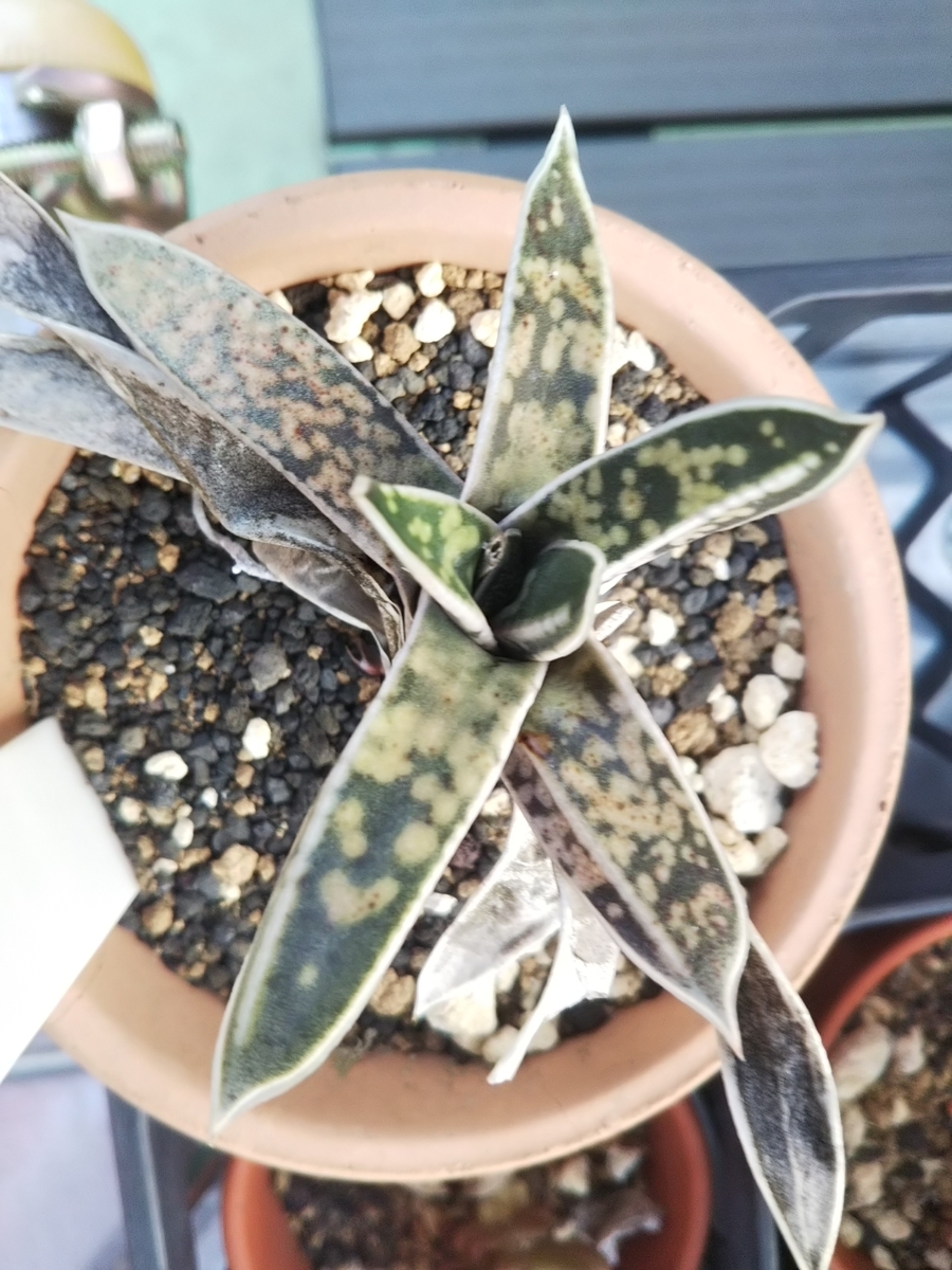 f:id:bontosyougatu:20190904202511j:plain