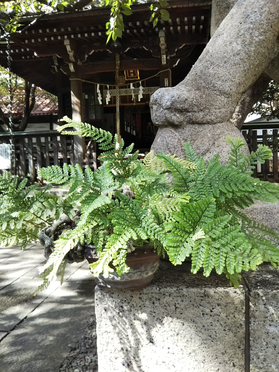 f:id:bontosyougatu:20190909211858j:plain