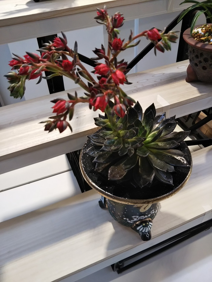 f:id:bontosyougatu:20190915195844j:plain f:id:bontosyougatu:20190915195844j:plain