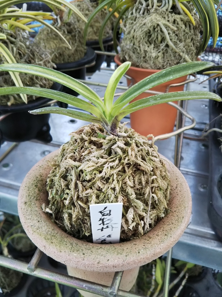 f:id:bontosyougatu:20190924212818j:plain f:id:bontosyougatu:20190924212818j:plain