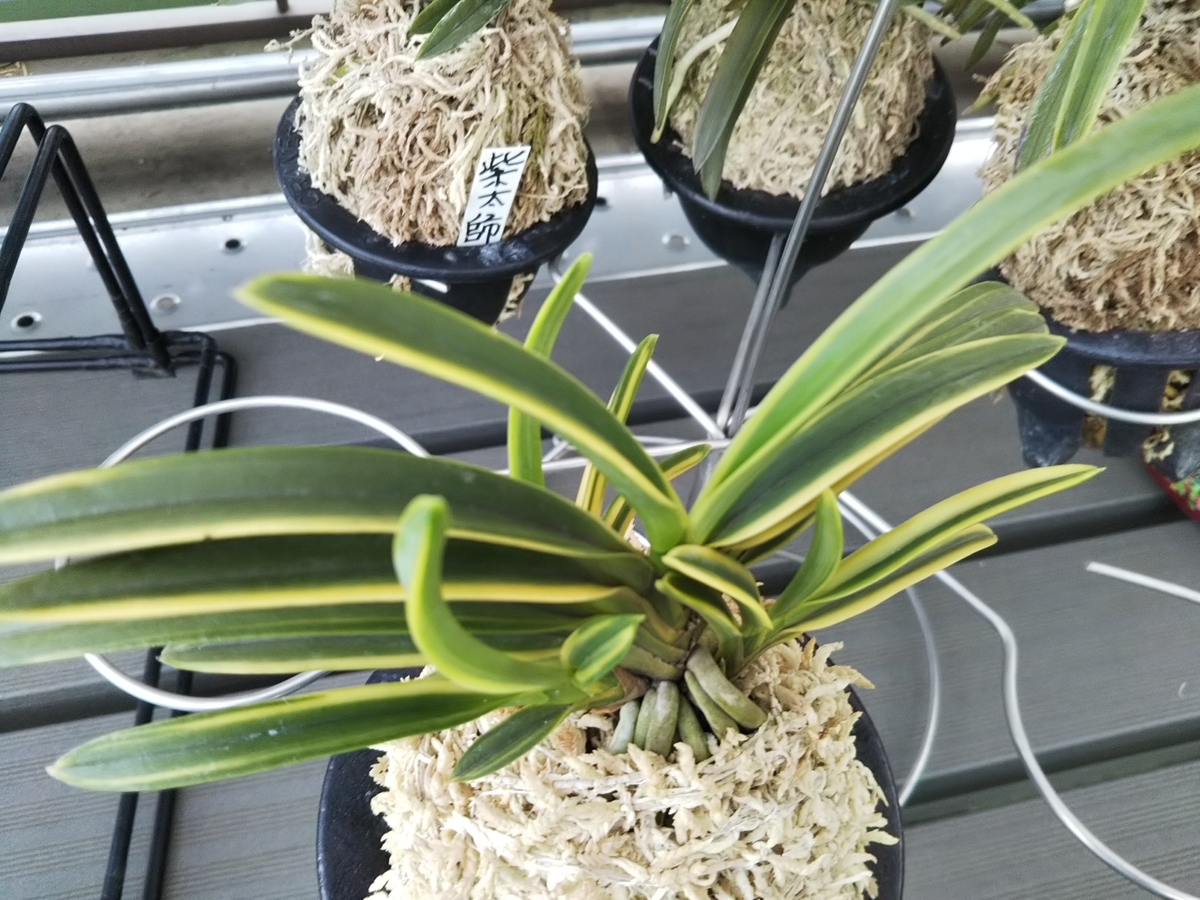 f:id:bontosyougatu:20190926215726j:plain f:id:bontosyougatu:20190926215726j:plain