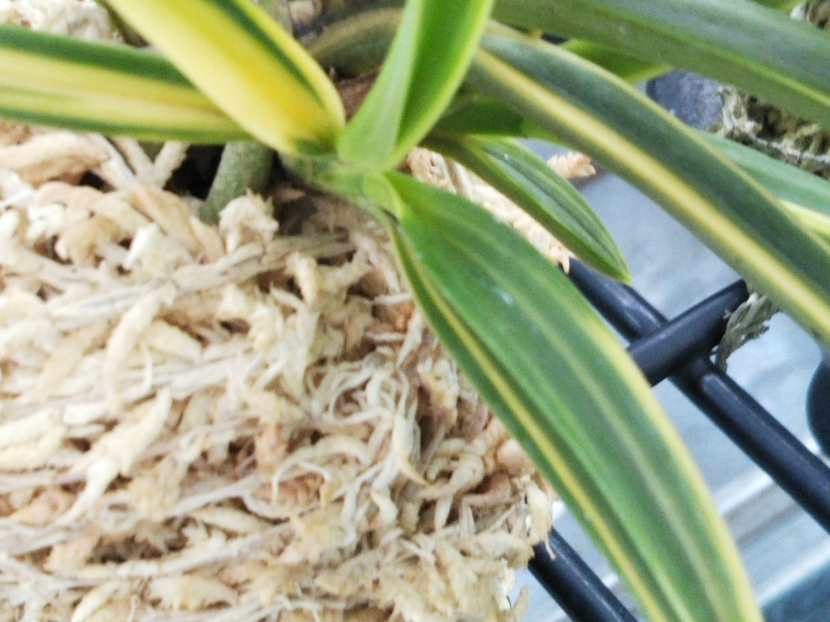 f:id:bontosyougatu:20190926215836j:plain f:id:bontosyougatu:20190926215836j:plain