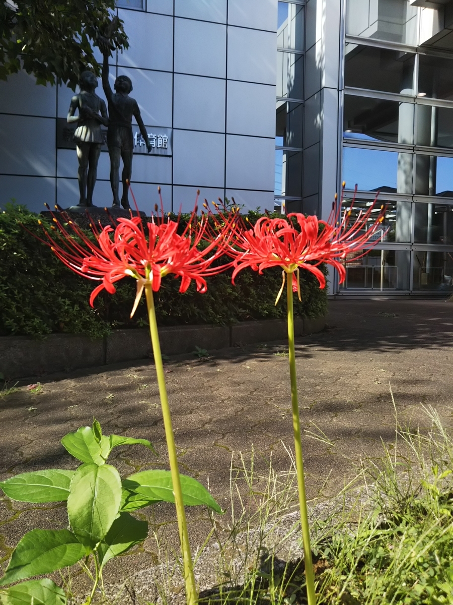 f:id:bontosyougatu:20190927194659j:plain f:id:bontosyougatu:20190927194659j:plain