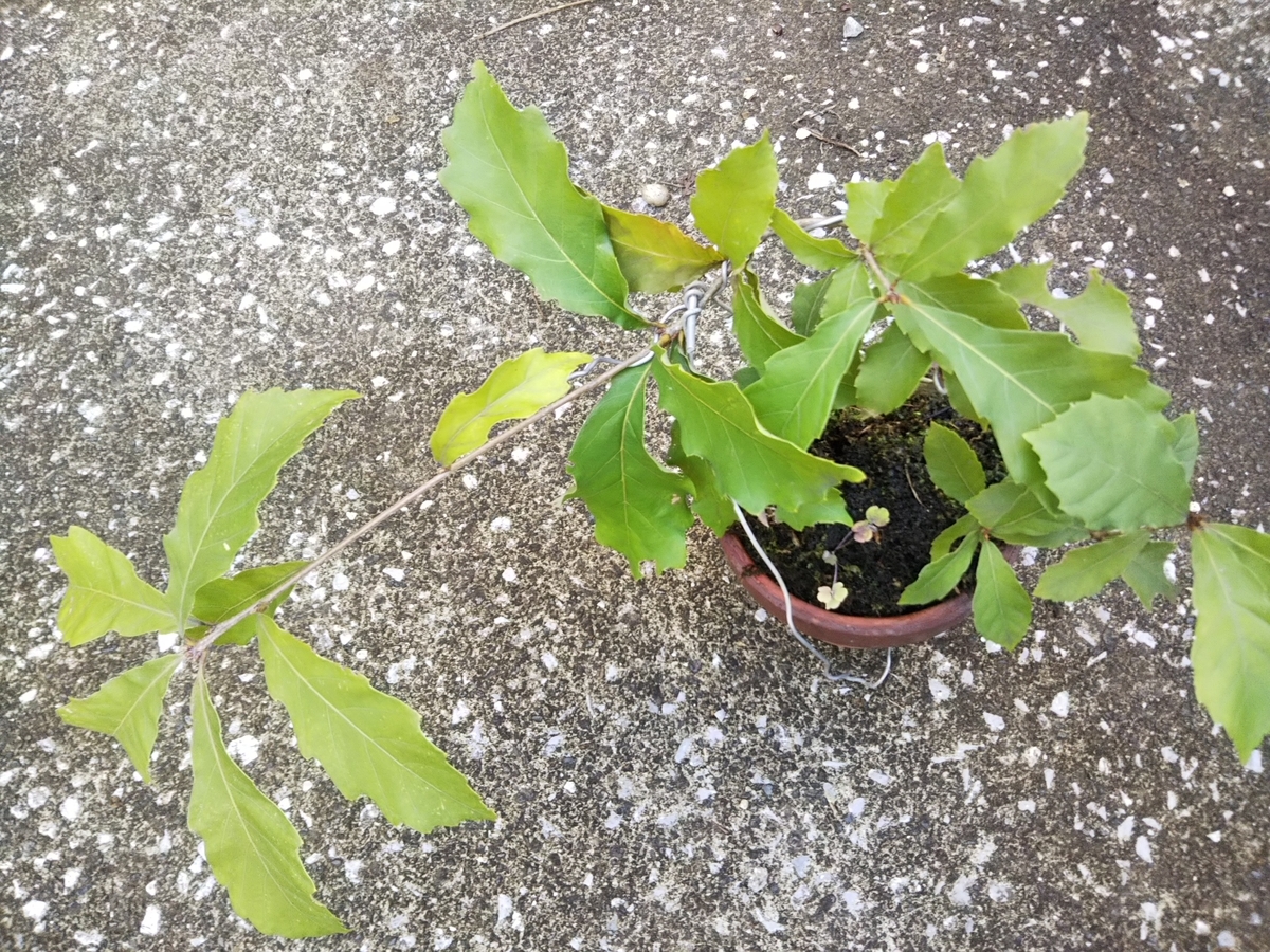 f:id:bontosyougatu:20191105221233j:plain f:id:bontosyougatu:20191105221233j:plain