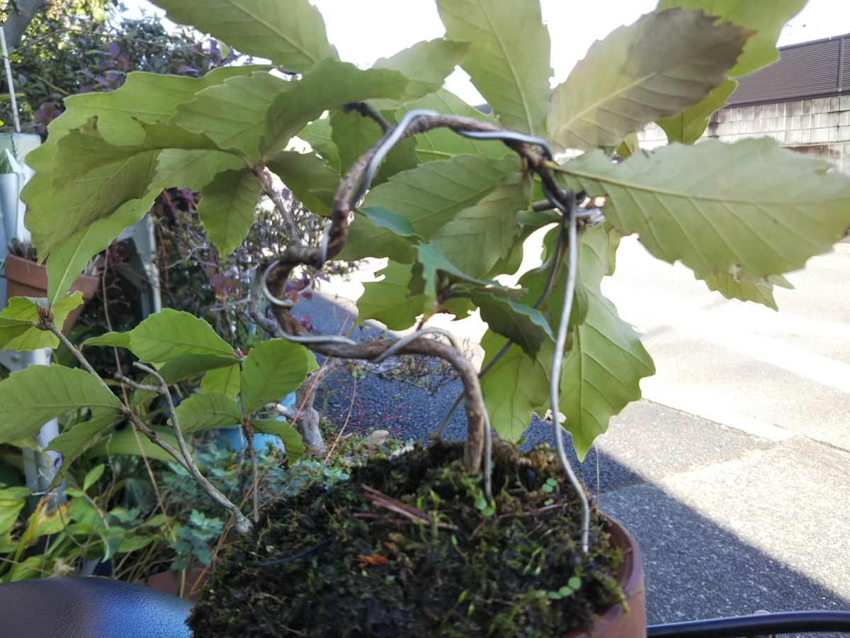 f:id:bontosyougatu:20191105221407j:plain f:id:bontosyougatu:20191105221407j:plain