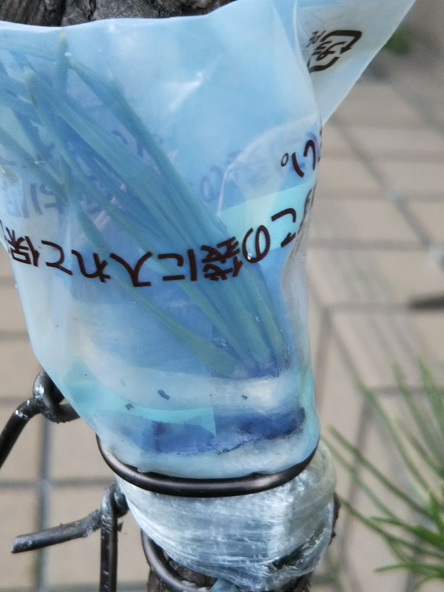f:id:bontosyougatu:20191105222447j:plain f:id:bontosyougatu:20191105222447j:plain