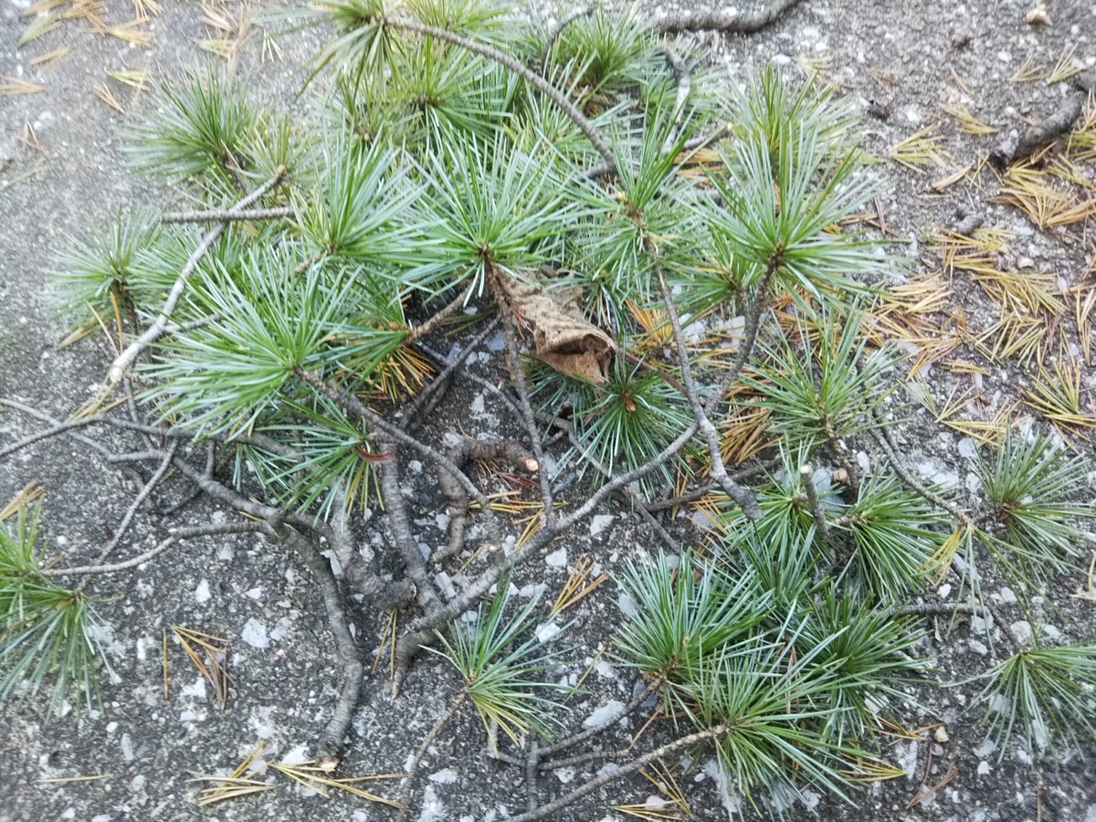 五葉松にジン・・・。 - 都会の隅で農的暮らし